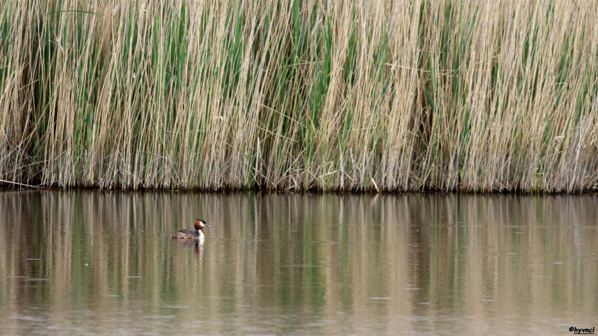 Great Crested Grebe