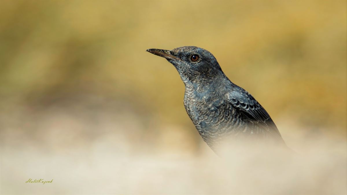 Blue Rock Thrush