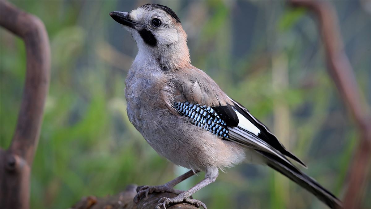 Eurasian Jay