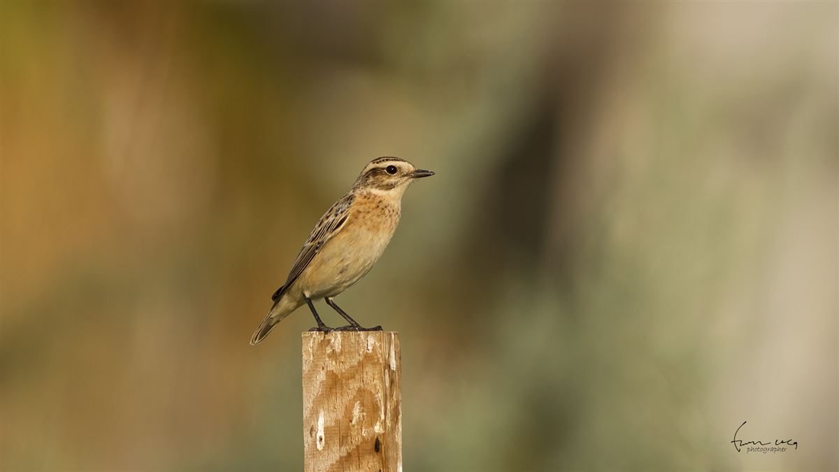 Whinchat
