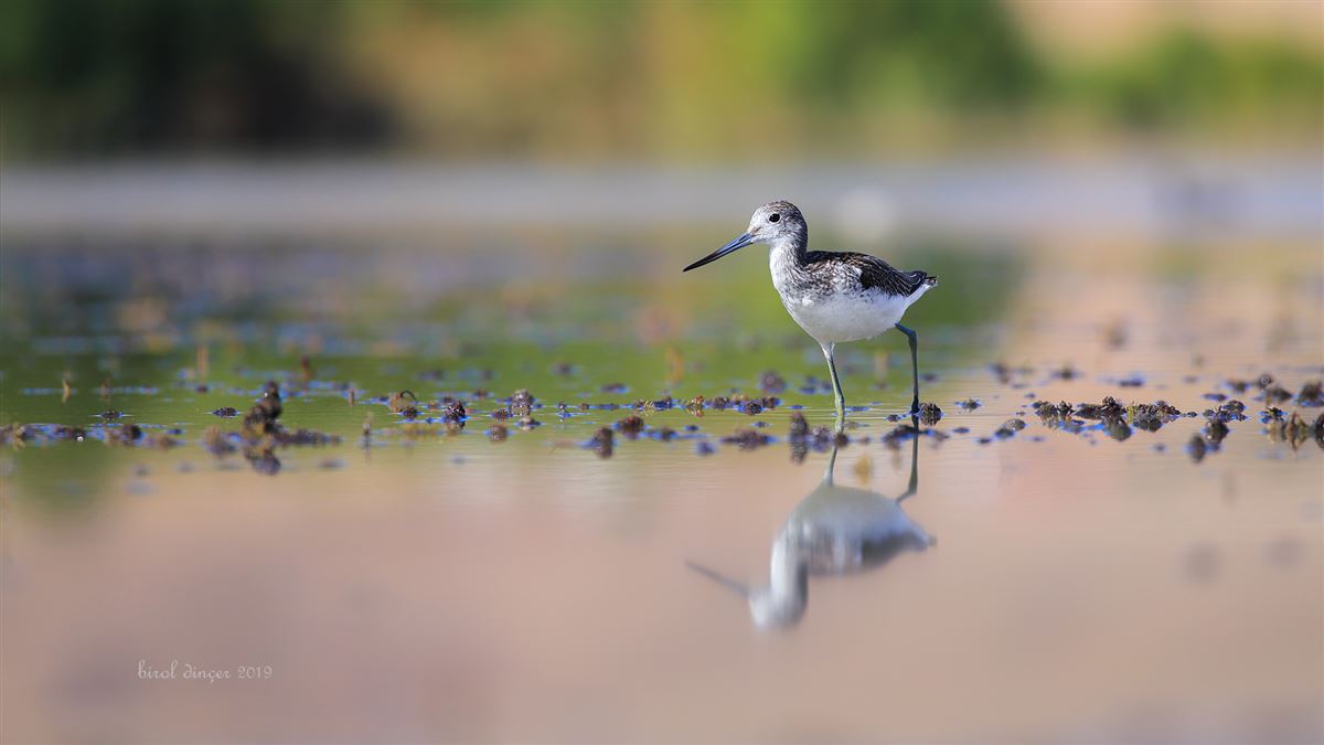 Common Greenshank
