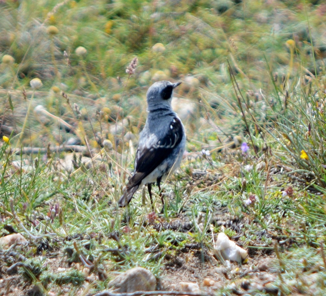Northern Wheatear
