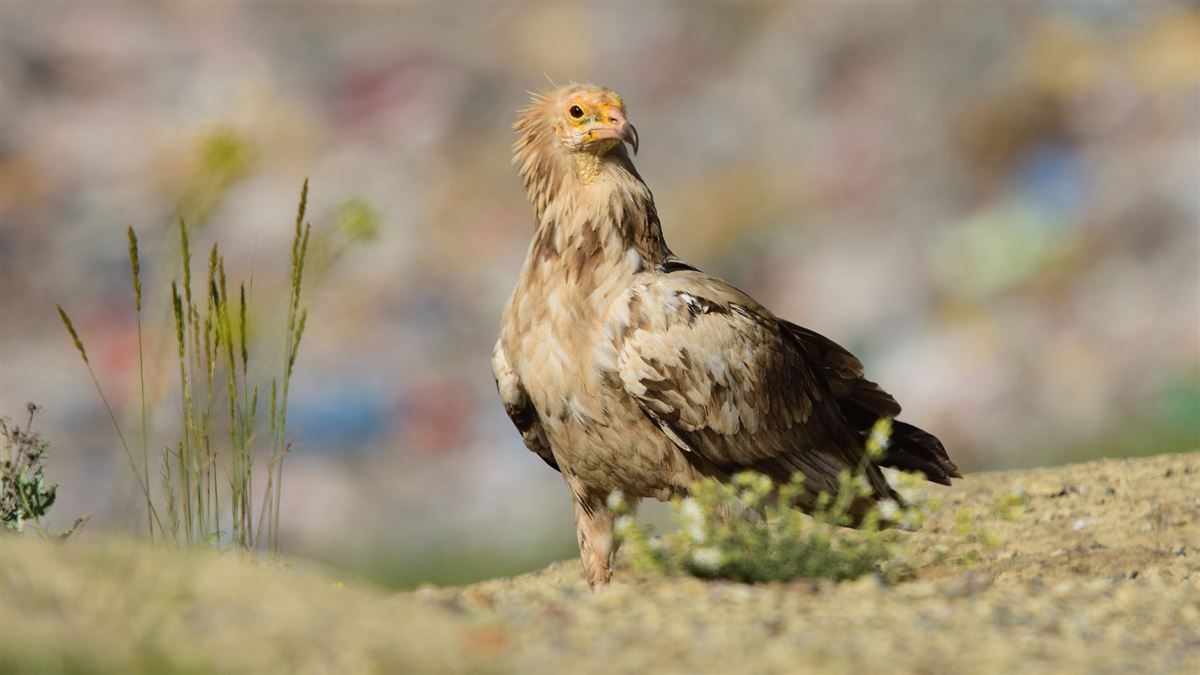 Egyptian Vulture