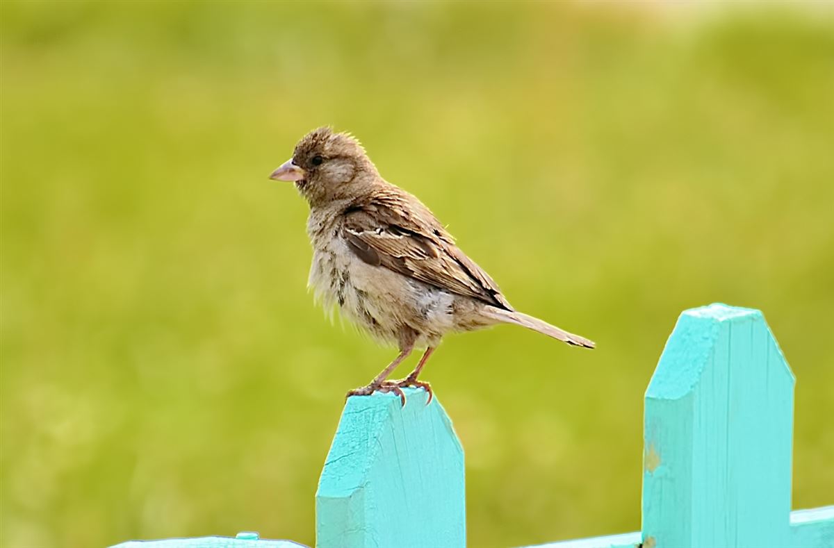 House Sparrow