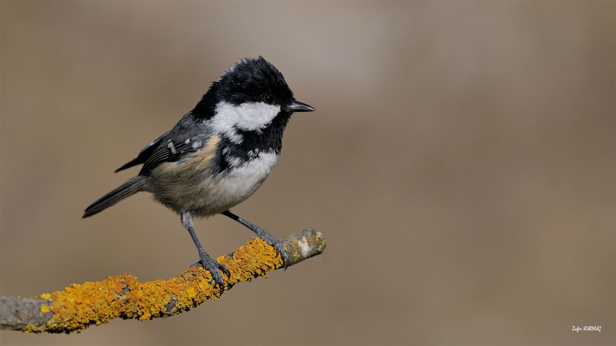 Coal Tit