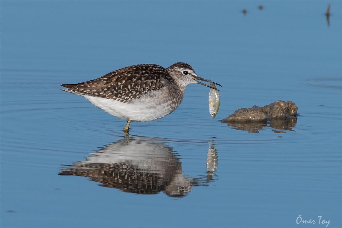 Wood Sandpiper
