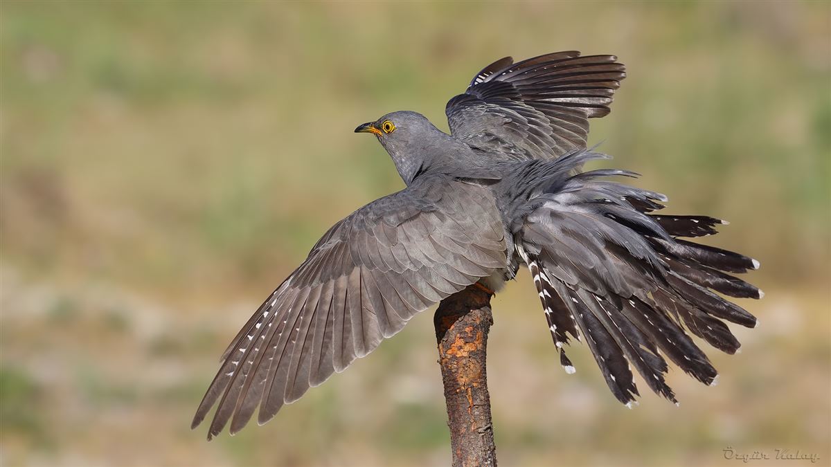 Common Cuckoo