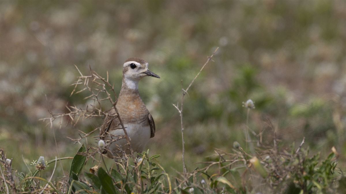 Caspian Plover