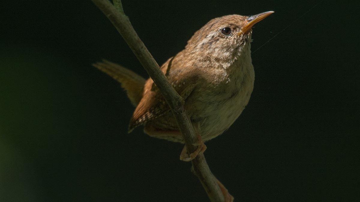 Eurasian Wren