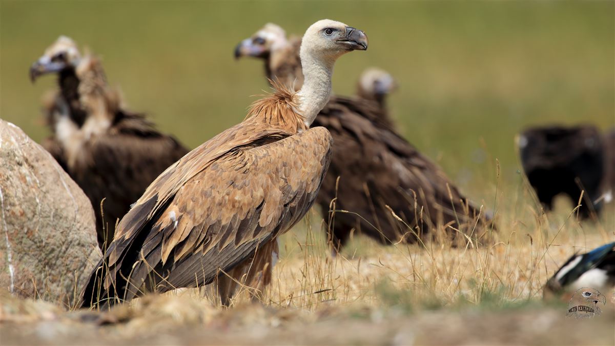 Griffon Vulture