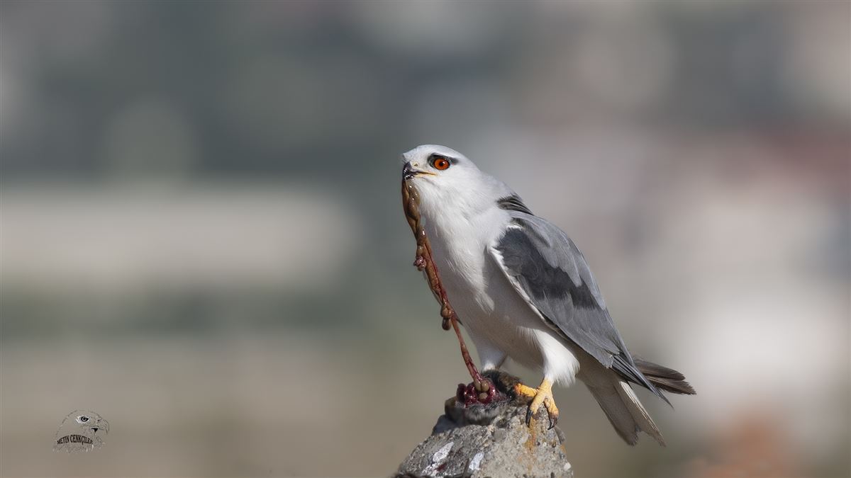 Black-winged Kite