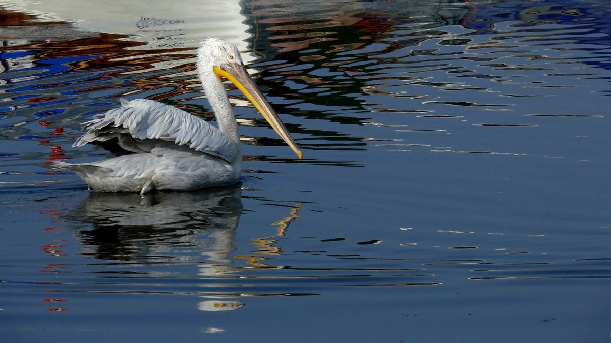 Dalmatian Pelican