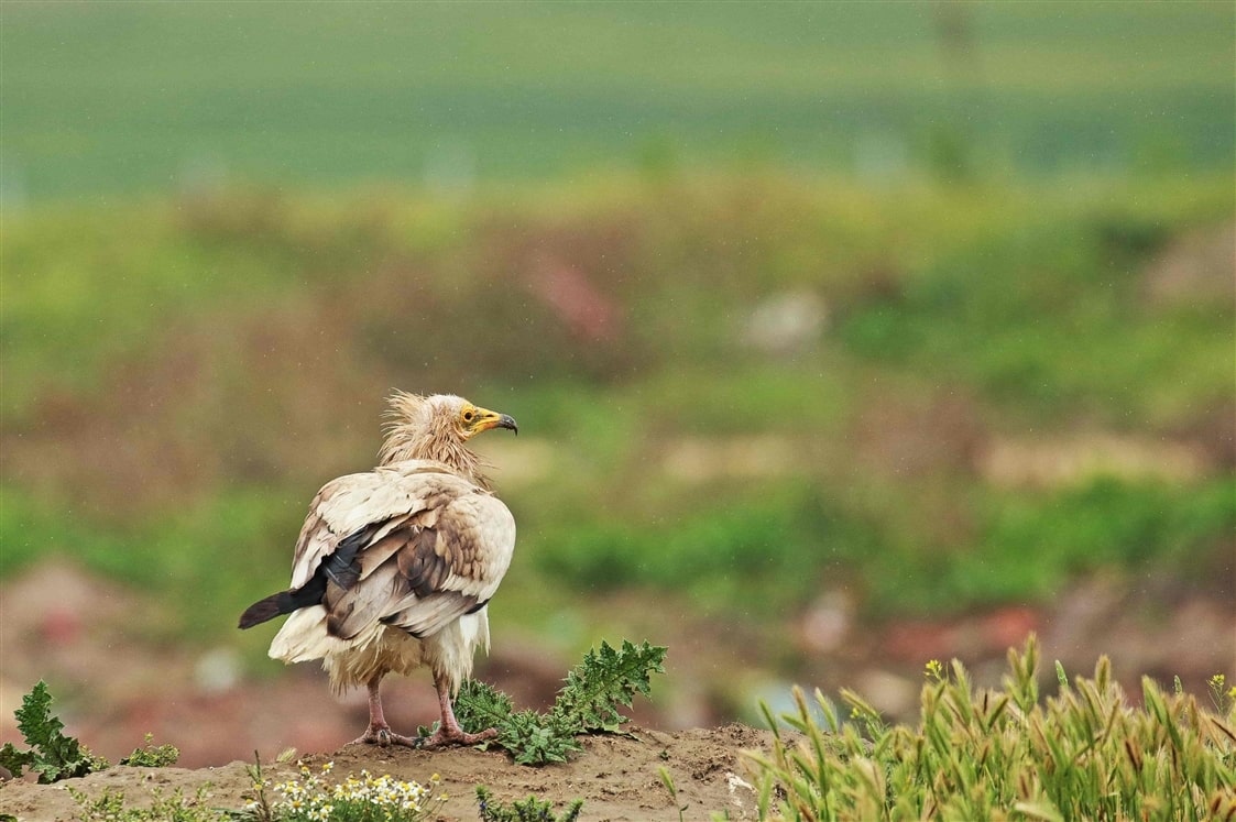 Egyptian Vulture