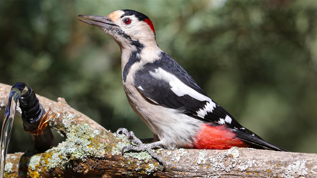 Syrian Woodpecker