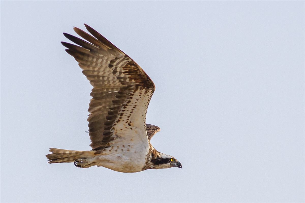 Osprey