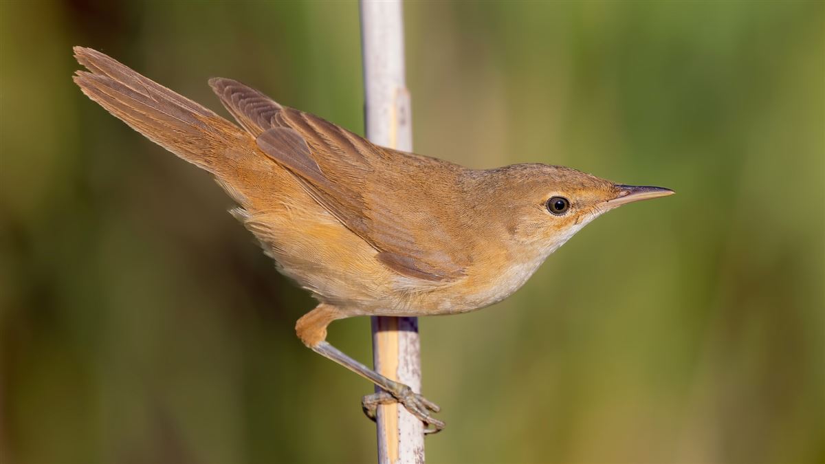 Common Reed Warbler