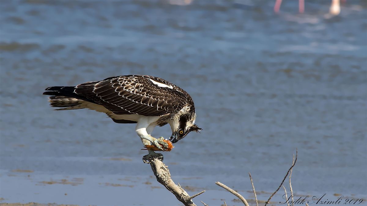 Osprey