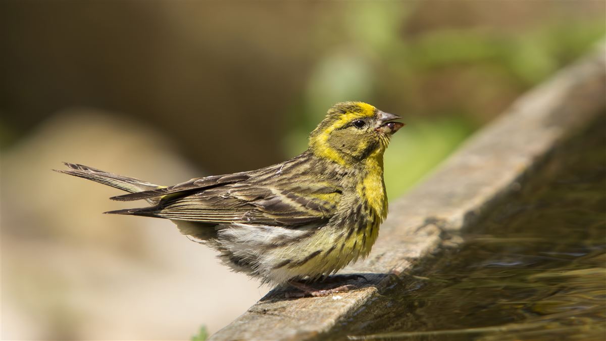 European Serin