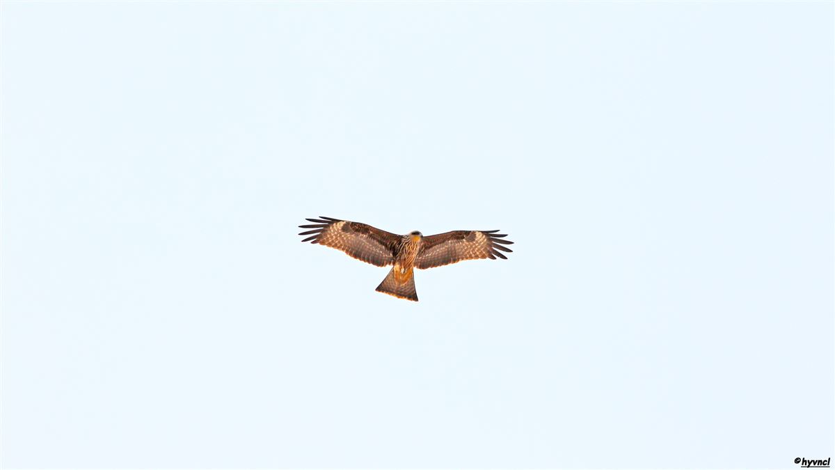 Black Kite