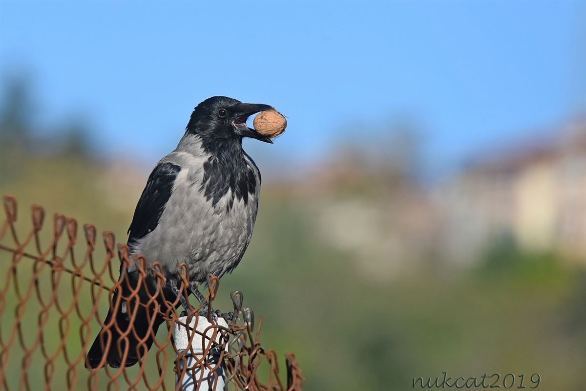 Hooded Crow