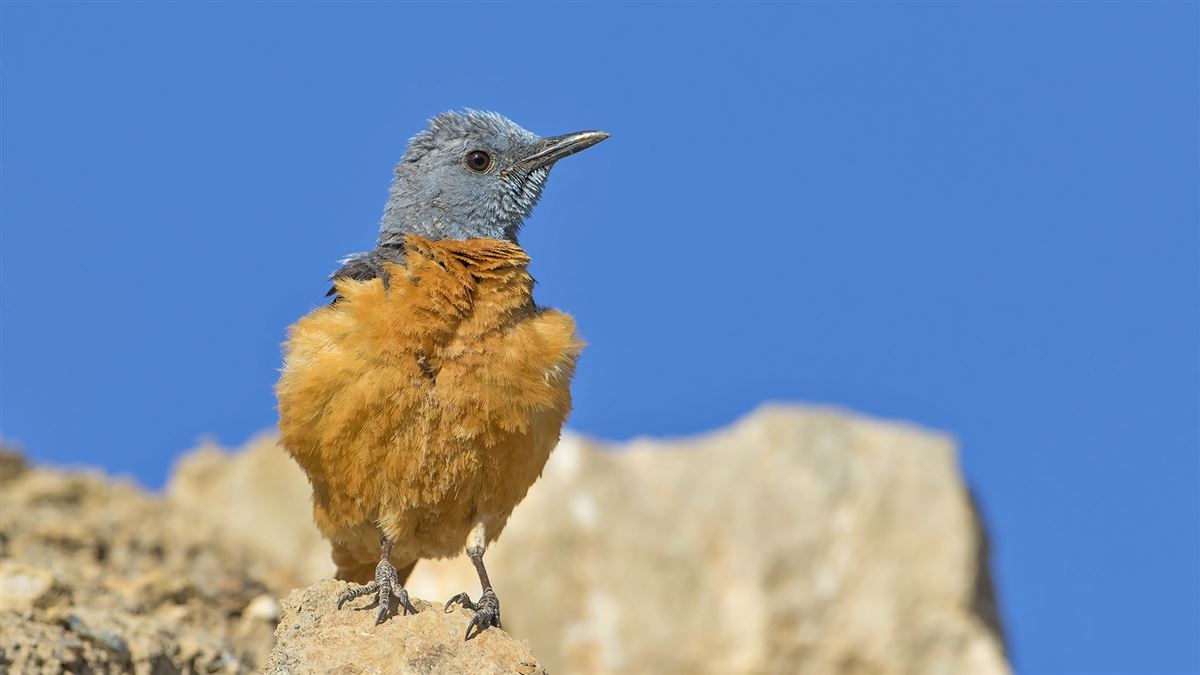 Common Rock Thrush