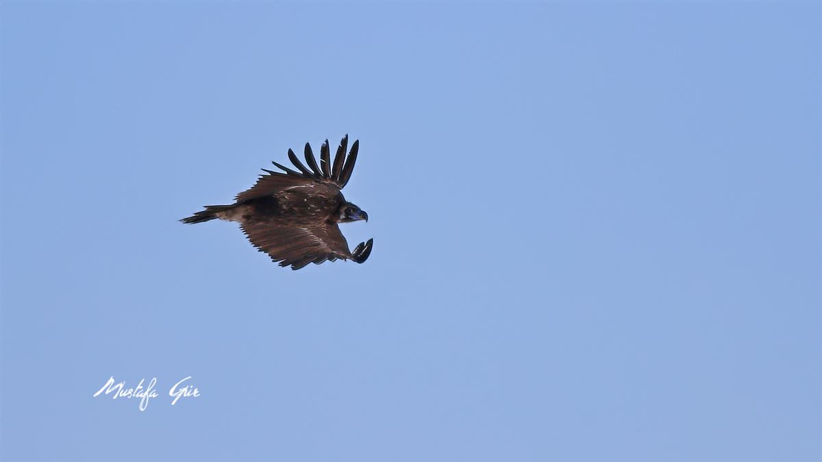 Cinereous Vulture