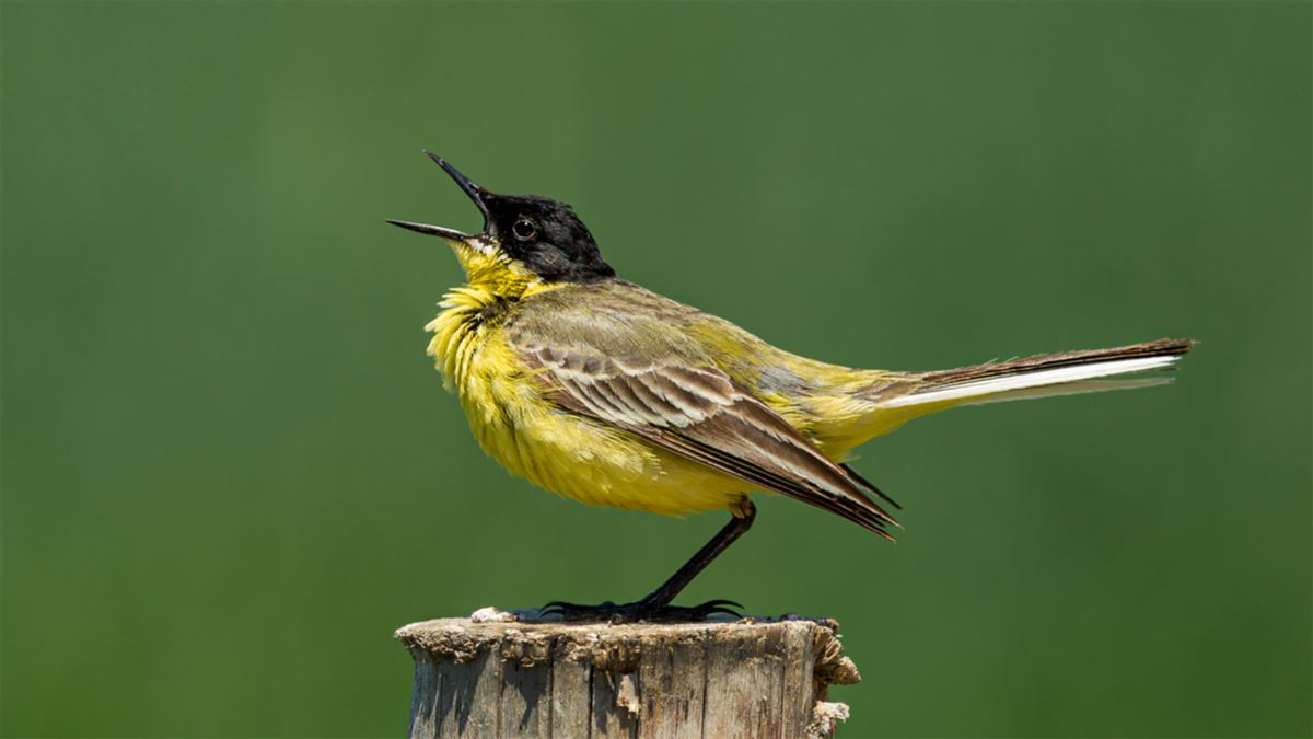 Western Yellow Wagtail