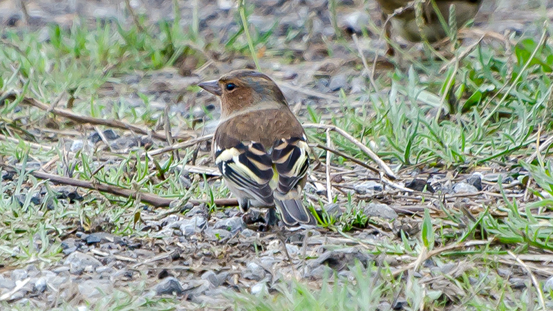 Eurasian Chaffinch