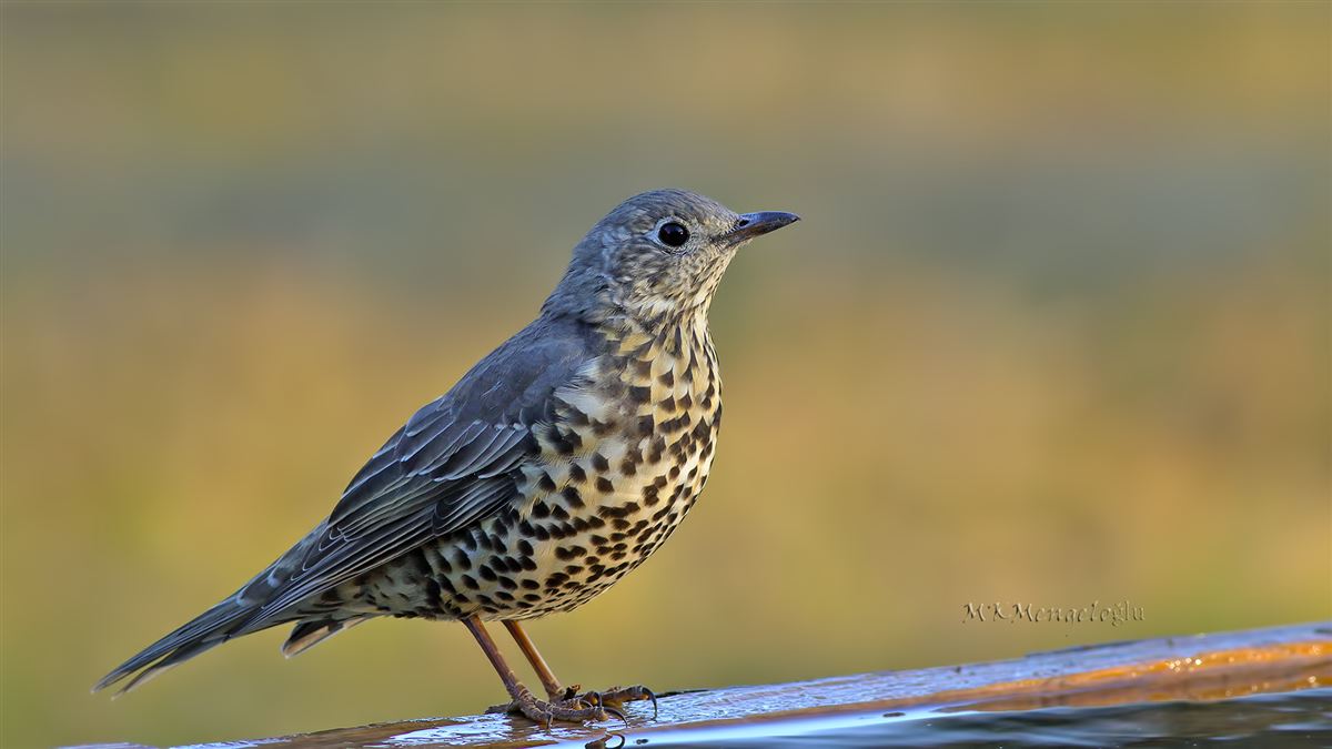 Mistle Thrush