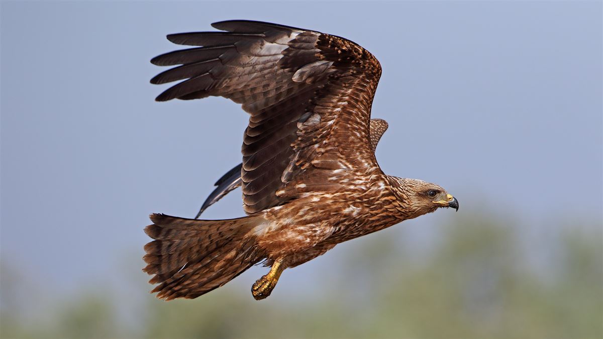 Black Kite