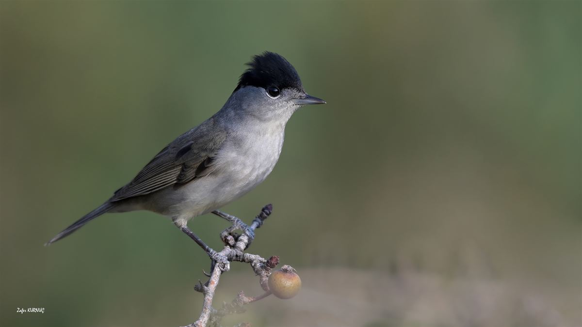 Eurasian Blackcap