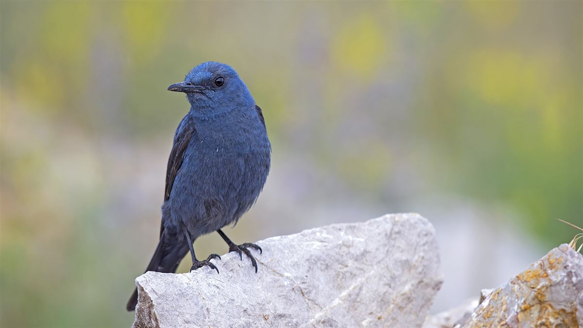 Blue Rock Thrush
