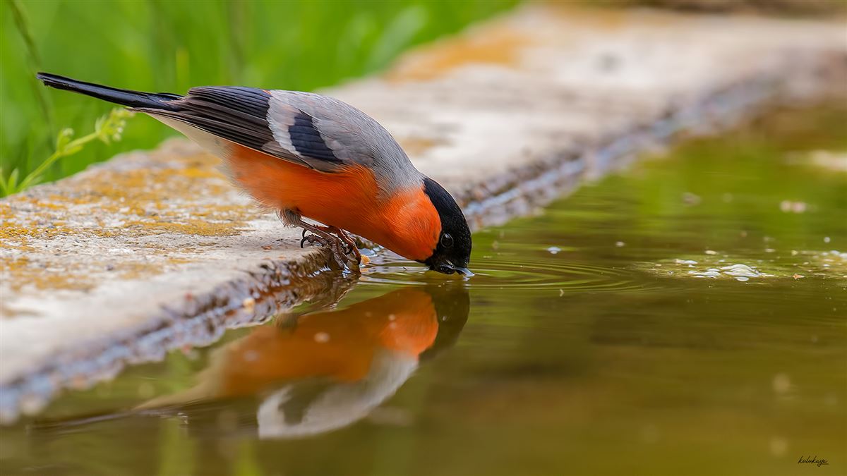 Eurasian Bullfinch