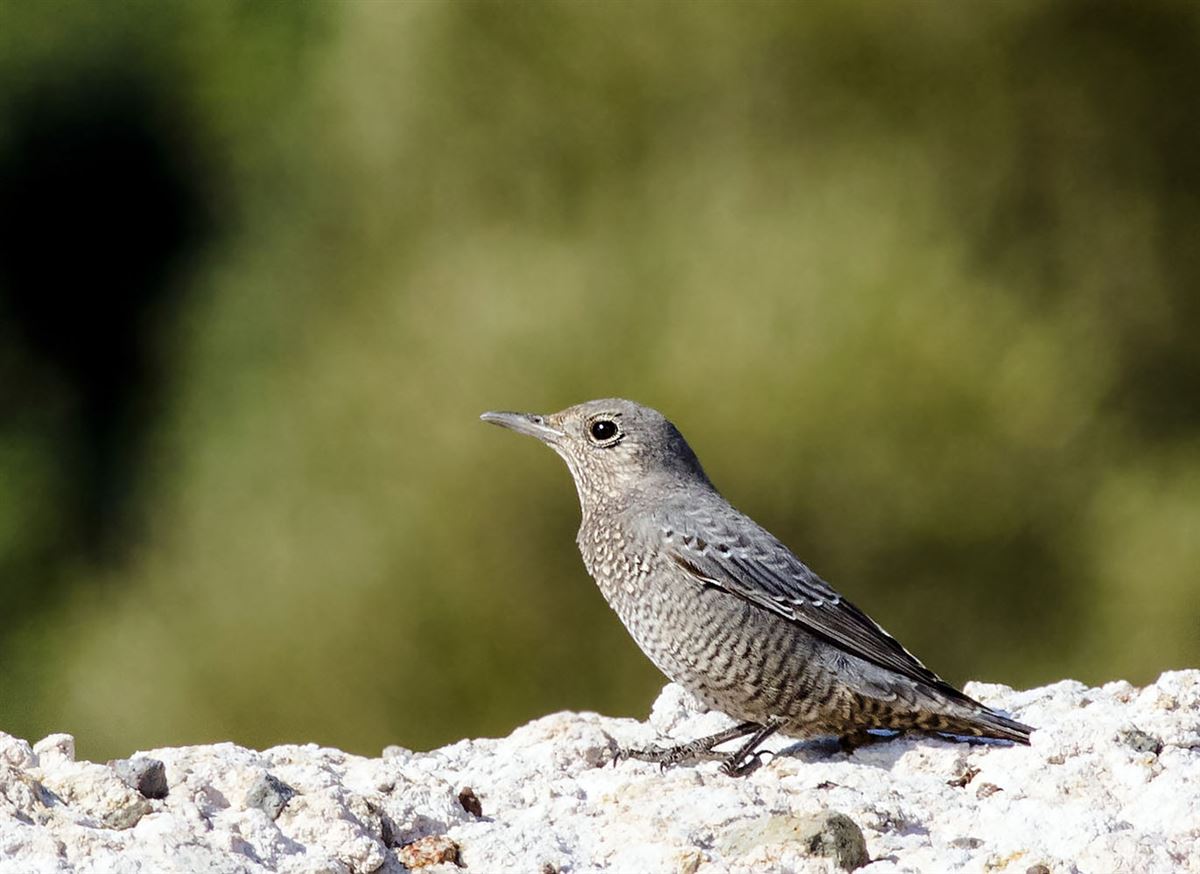Blue Rock Thrush