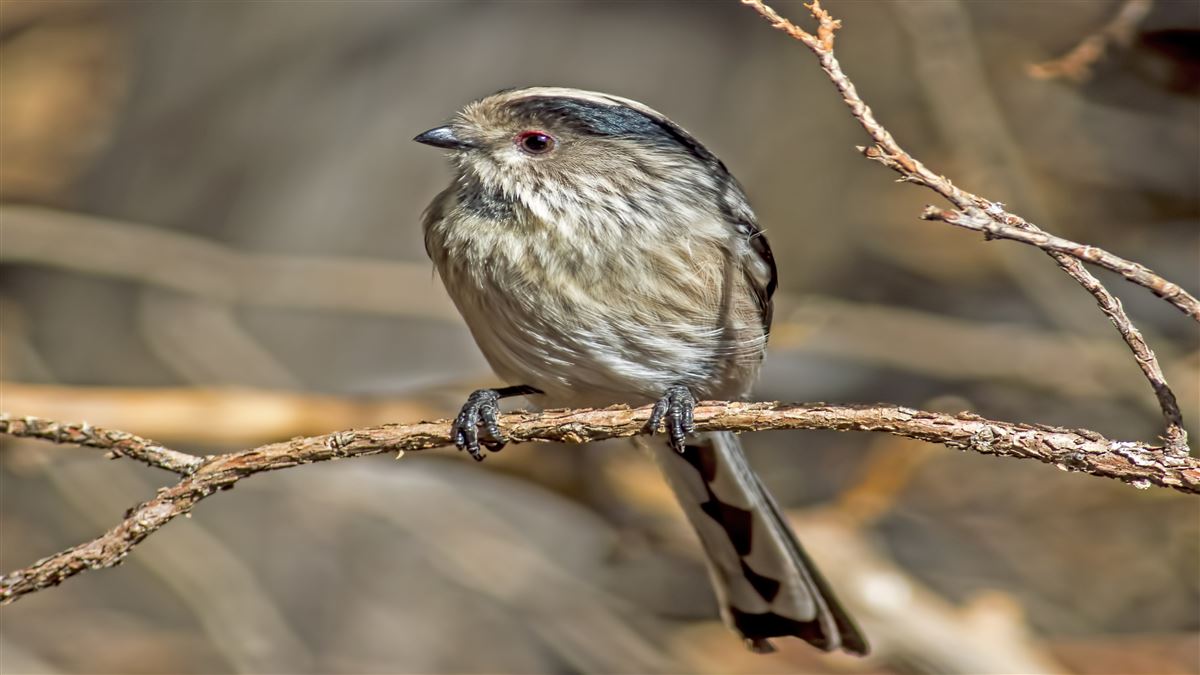 Long-tailed Tit