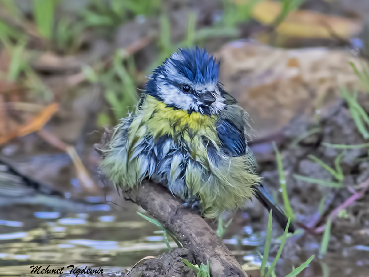 Eurasian Blue Tit