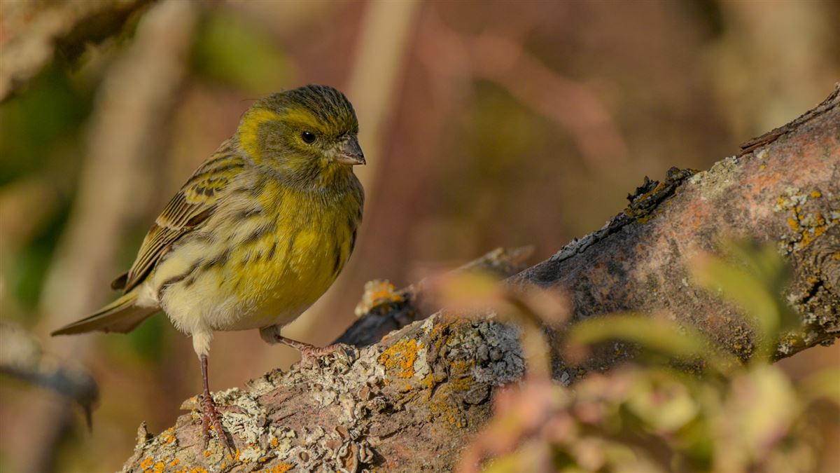 European Serin