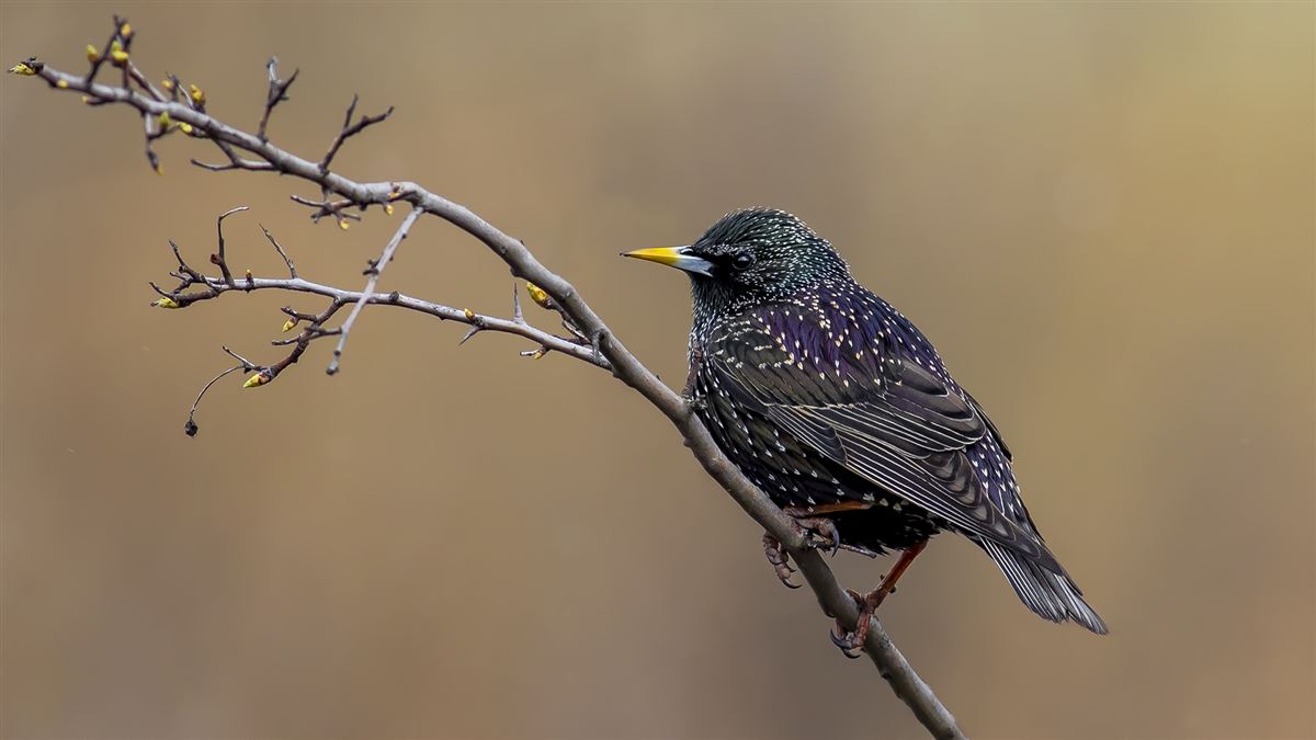 Common Starling