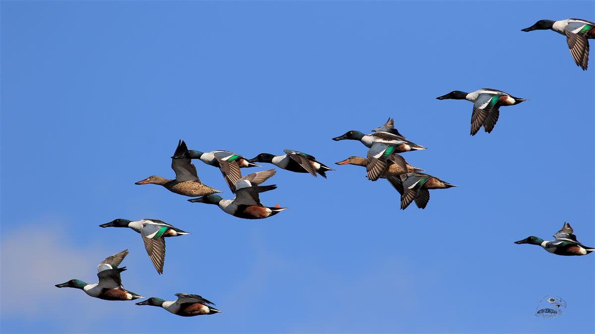 Northern Shoveler