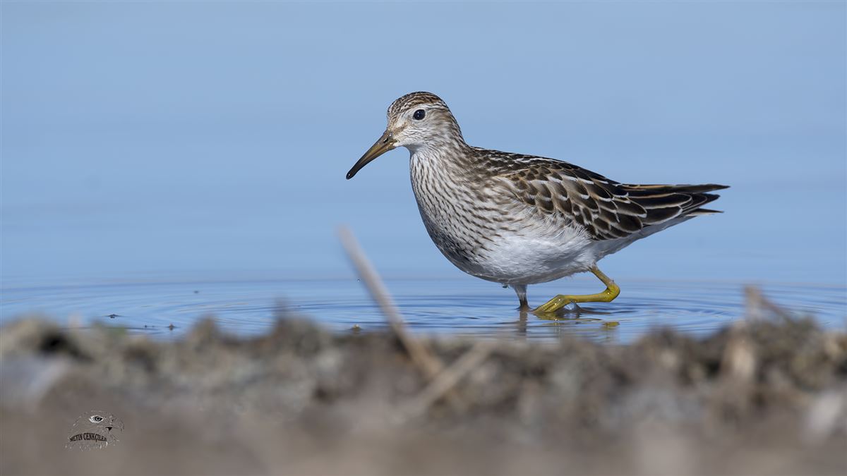 Pectoral Sandpiper