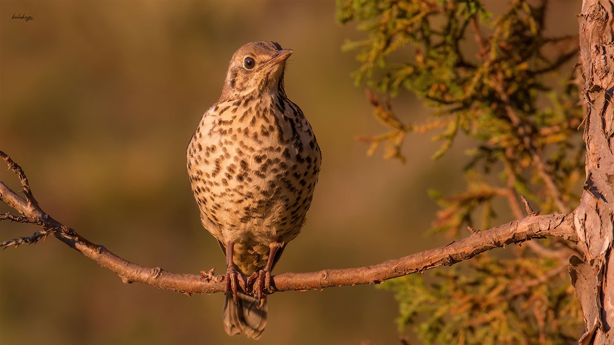 Mistle Thrush