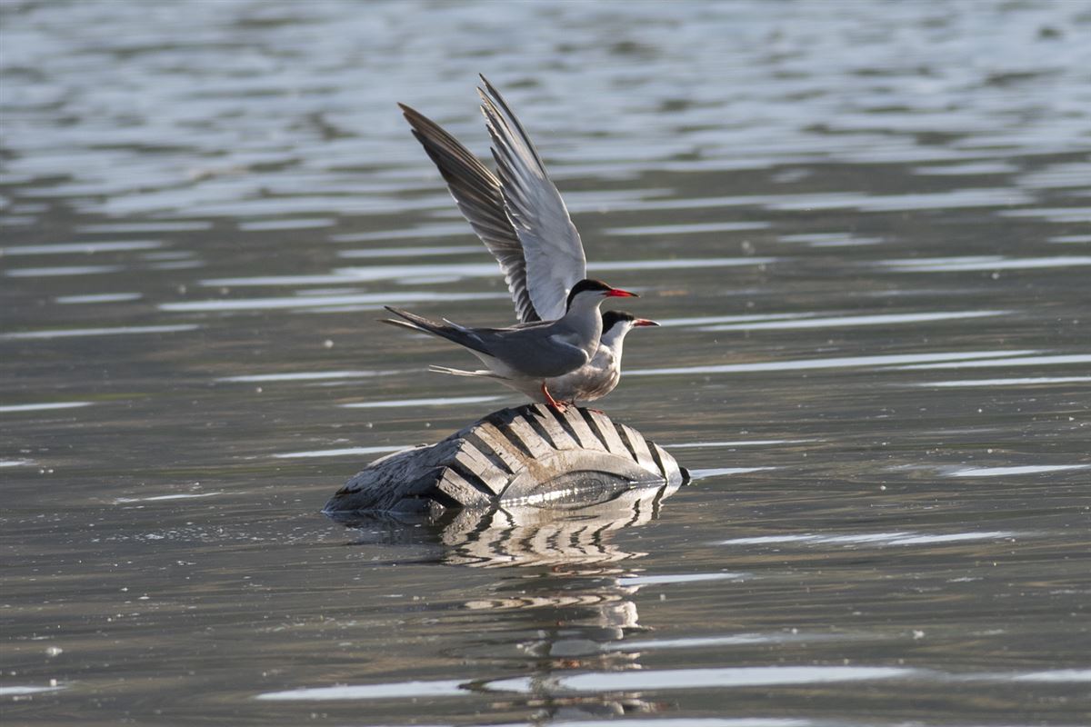 Common Tern