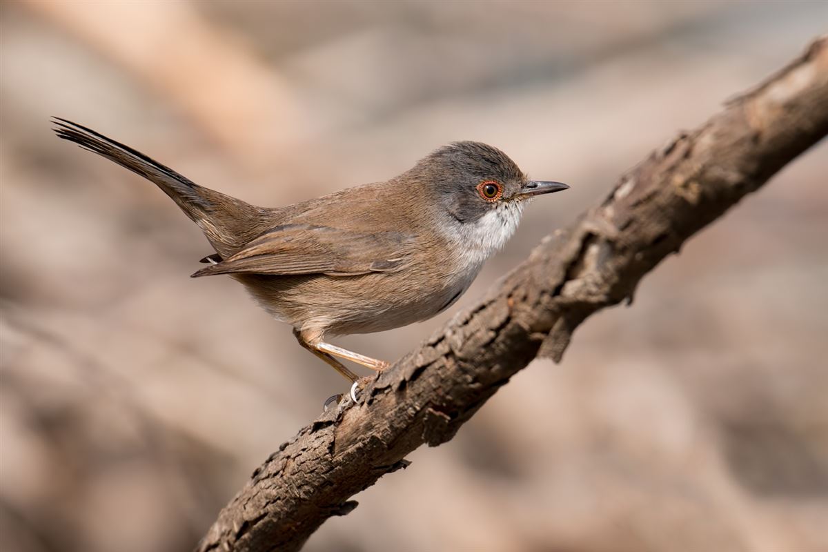 Sardinian Warbler