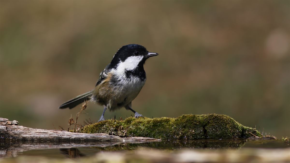 Coal Tit