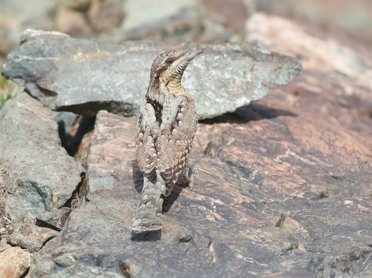 Eurasian Wryneck