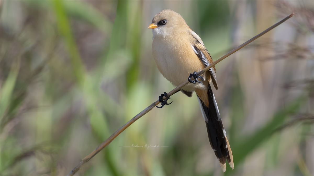 Bearded Reedling
