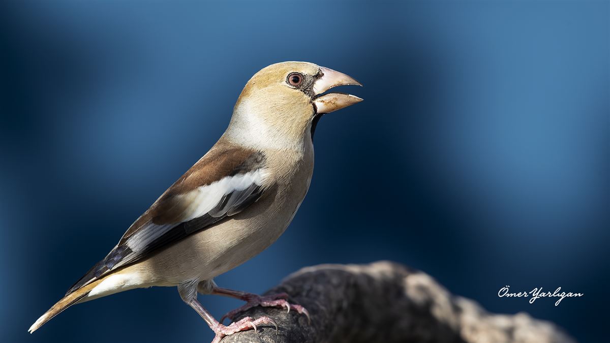 Hawfinch