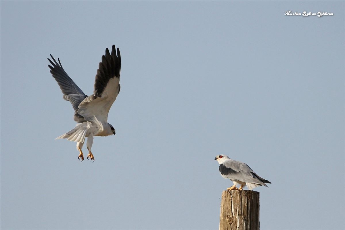 Black-winged Kite