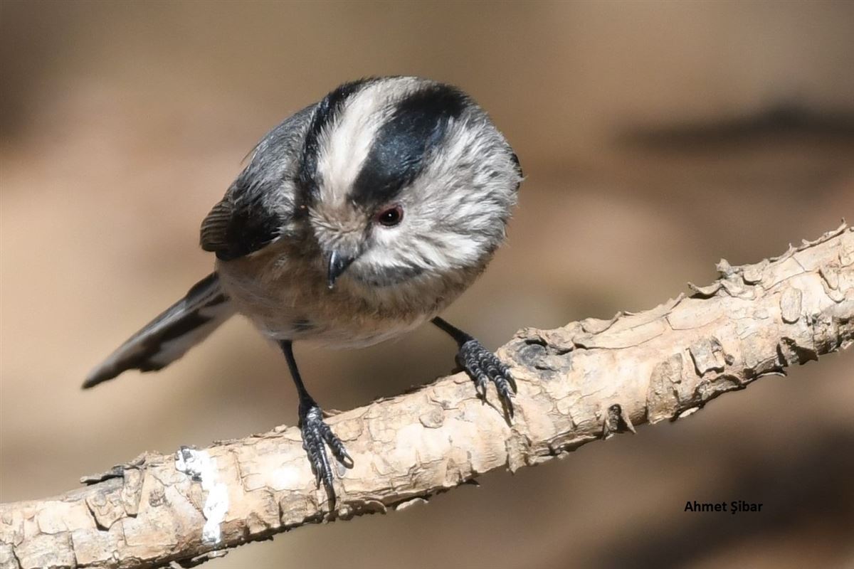 Long-tailed Tit
