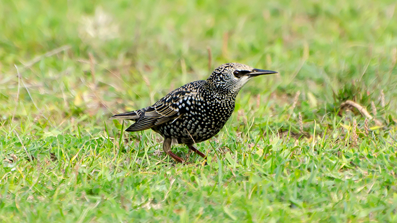 Common Starling